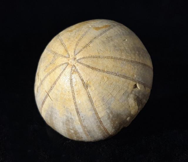 Holectypus depressus (LESKE 1778) - Bild © FossNet FossilienStore